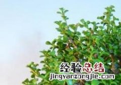 金枝玉叶怎么修剪 金枝玉叶怎么修剪才好看