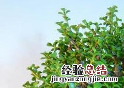 金枝玉叶怎么修剪 金枝玉叶怎么修剪才好看