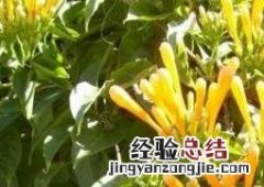 炮仗花的扦插繁殖方法 炮仗花扦插方法图解