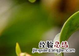 含笑花如何繁殖,迁插 含笑花如何繁殖