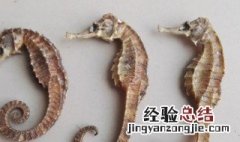 海马可以增高吗 海马有增高功效吗