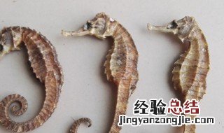海马可以增高吗 海马有增高功效吗