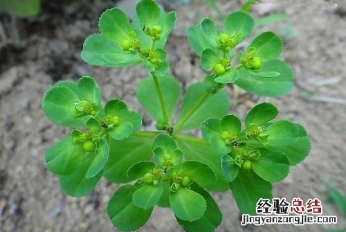 泽漆的营养价值
