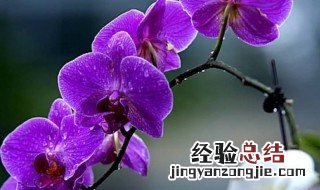 排比抒情散文句子 关于抒情的散文优美句子