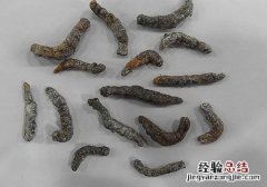 僵蚕的营养价值