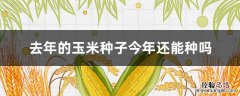 去年的玉米种子今年还能种吗 上一年的玉米种还能播种不