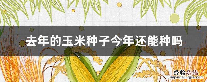 去年的玉米种子今年还能种吗 上一年的玉米种还能播种不