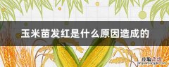 玉米发生红苗的主要原因 玉米苗发红是什么原因造成的