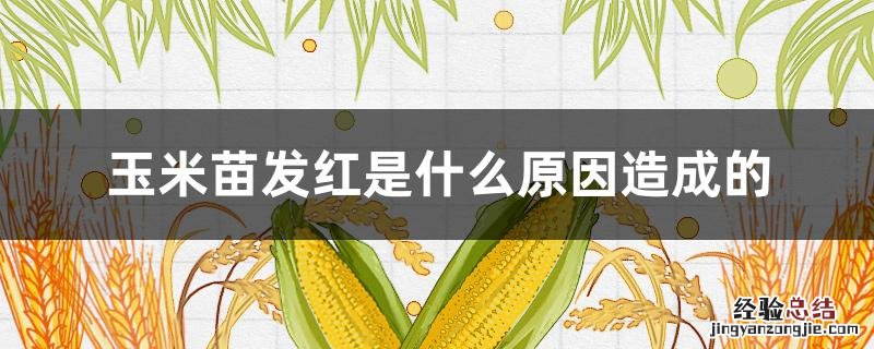 玉米发生红苗的主要原因 玉米苗发红是什么原因造成的