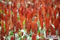 高粱是什么粮食，是粗粮还是细粮 高粱属于粗粮还是细粮