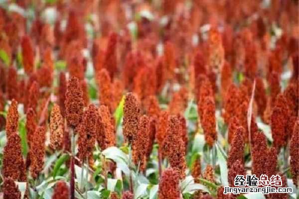 高粱是什么粮食,是粗粮还是细粮 高粱属于粗粮还是细粮