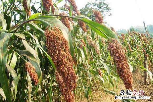 高粱是什么粮食,是粗粮还是细粮 高粱属于粗粮还是细粮