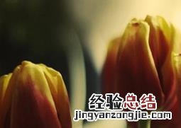 郁金香的养殖方法 郁金香的养殖方法水培