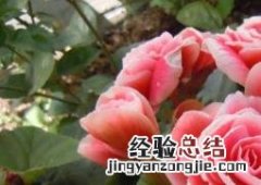 丽格海棠如何养成树庄 丽格海棠如何养