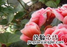 丽格海棠如何养成树庄 丽格海棠如何养