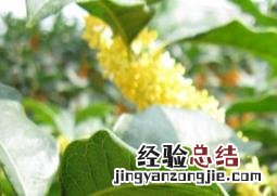 桂花树怎么修剪 地栽桂花树怎么修剪