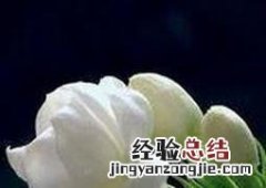 茉莉花的嫩枝扦插繁殖方法 茉莉花的嫩枝扦插繁殖方法图片