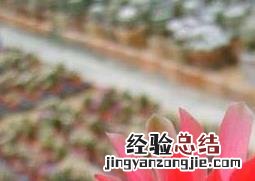 仙人球开花后怎么办 仙人球开花了怎么办
