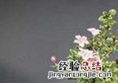 六月雪盆景制作过程视频 六月雪盆景的制作方法教程