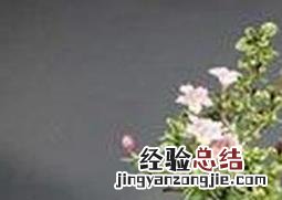 六月雪盆景制作过程视频 六月雪盆景的制作方法教程