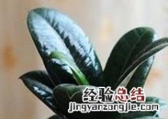 黑金刚如何养殖方法 黑金刚如何养殖