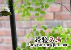 千叶草的养殖方法视频 千叶草的养殖方法