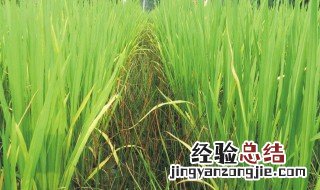 杀死竹根的除草剂 了解一下