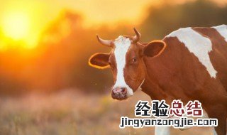 牛肚煮多长时间能烂 煮牛肚多长时间烂
