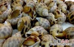 麻辣花螺的做法大全 花螺的做法大全