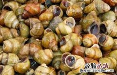 田螺的做法大全 鸭脚煲田螺的做法大全