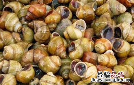 田螺的做法大全 鸭脚煲田螺的做法大全