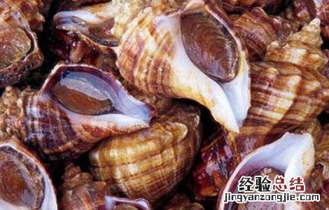 海螺的做法大全 盐水海螺的做法大全