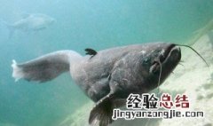 鲶鱼作用与功效 鲶鱼的功效与作用及营养价值