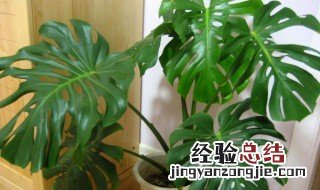 客厅可以养的花有哪些 客厅能养的花卉有哪些
