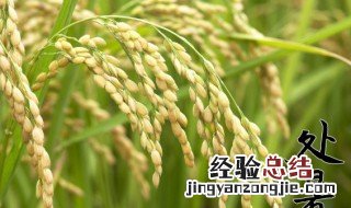 处暑节气是什么季节 处暑节气是什么季节的