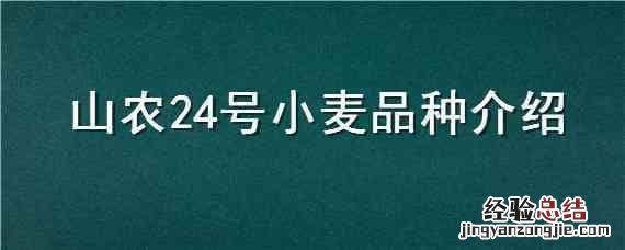 山农24号小麦品种介绍 山农24号小麦品种简介