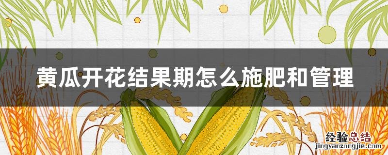 黄瓜开花结果期怎么施肥和管理 黄瓜开花结果期怎么施肥和管理视频