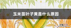 玉米苗叶子黄是什么原因 玉米苗黄叶是怎么回事