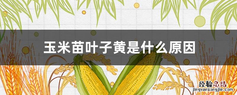 玉米苗叶子黄是什么原因 玉米苗黄叶是怎么回事