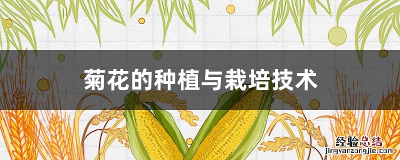 菊花的种植与栽培技术视频 菊花的种植与栽培技术