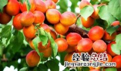 梅子金黄杏子肥是什么季节的 你都了解多少