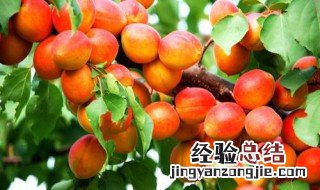 梅子金黄杏子肥是什么季节的 你都了解多少