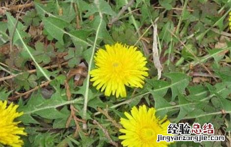 蒲公英怎么吃 蒲公英怎么吃效果最好