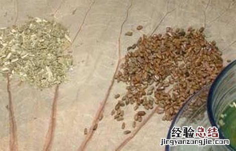 决明子荷叶茶的做法 决明子配荷叶茶的功效
