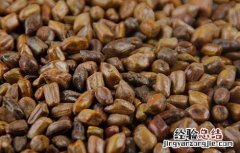 决明子荷叶茶的做法 决明子配荷叶茶的功效