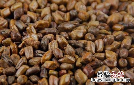 决明子荷叶茶的做法 决明子配荷叶茶的功效