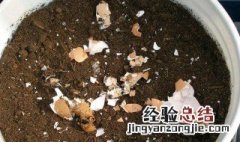 什么花适合用鸡蛋壳做肥料 什么花喜欢鸡蛋壳肥料