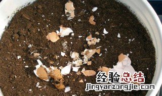 什么花适合用鸡蛋壳做肥料 什么花喜欢鸡蛋壳肥料