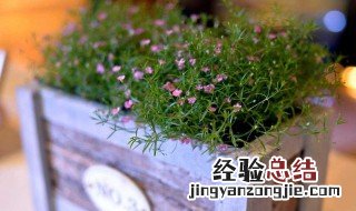 满天星盆栽怎么养 满天星盆栽怎么养活