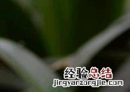大花君子兰是什么 大花君子兰是什么科属